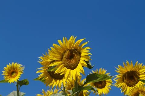 Sun flowers blue sky Stock Photos