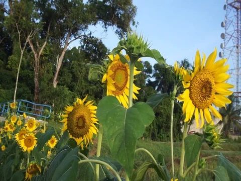 Sun flowers in farm Stock Footage 120733016