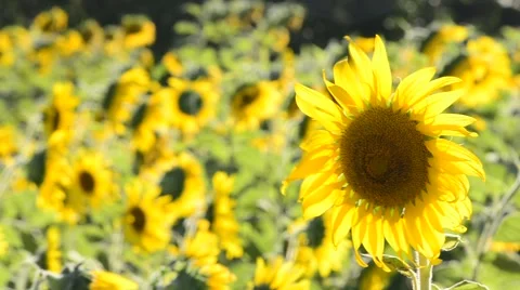 Sun flowers in a field. Stock Footage 45870537