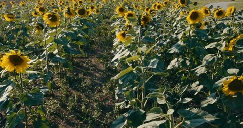 Sun Flower's in a field Stock Footage 80440086