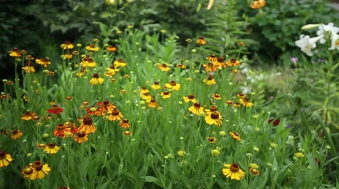 Sun Flowers Stock Footage 60109060