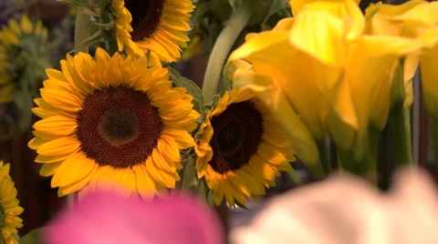 Sun Flowers Stock Footage 61409663