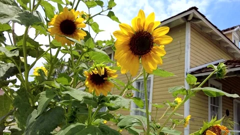 Sun flowers in front of old farm house Vídeo Stock 244090886