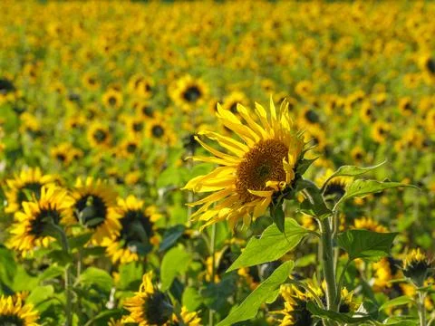 Sun flowers in germany Stock Photos