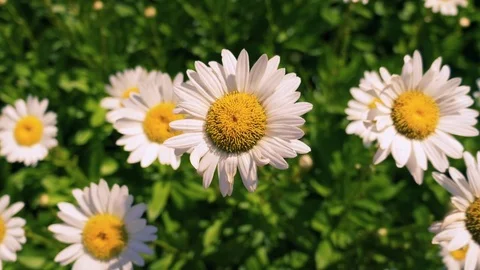 Sun Flowers on a hot Spring Day Stock Footage 77111351
