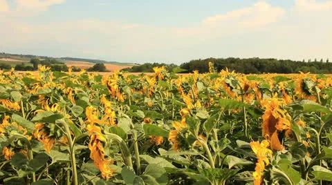 Sun flowers PAN Video stock 25839309