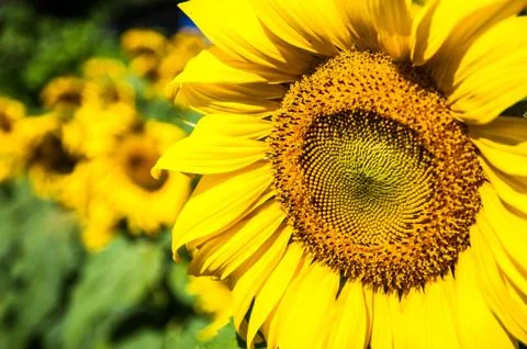 Sun flowers Stock Photos