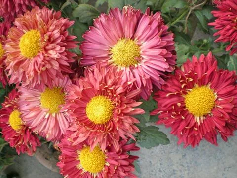 Sun  Flowers Foto stock