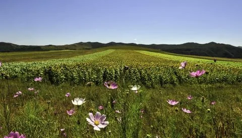 Sun flowers Stock Photos