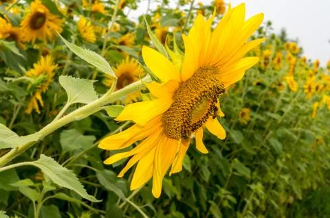 Sun flowers Foto stock