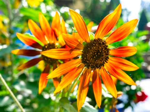 Sun flowers. Stock Photos