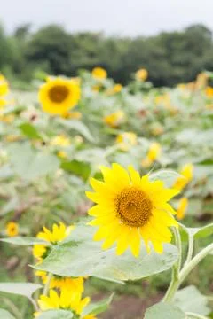 Sun flowers Stock Photos