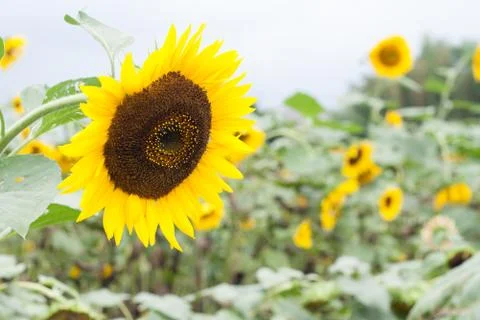 Sun flowers Stock Photos