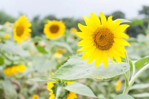 Sun flowers Stock Photos