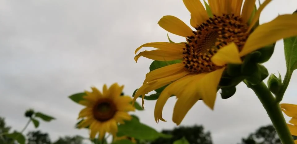 Sun Flowers Foto stock