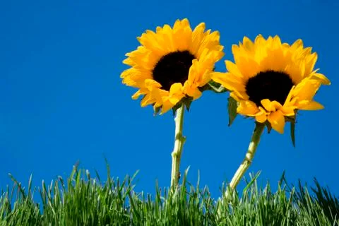 Sun flowers Fotos Stock