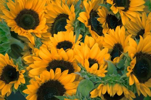 Sun Flowers Foto stock