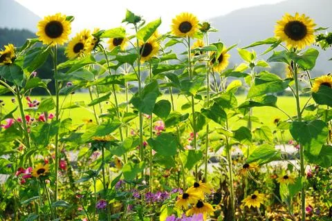 Sun flowers in sunset light Stock Photos