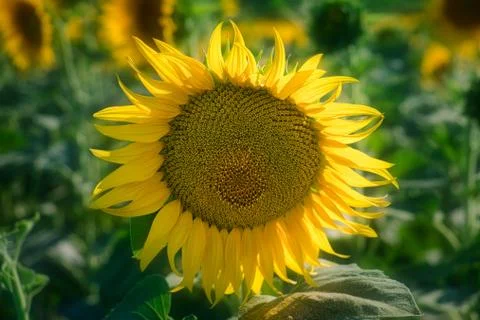 Sun Flowet at the sun Stock Photos