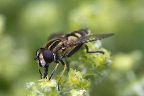 Sun Fly (Helophilus pendulus) on Alpine lady's mantle (Alchemilla alpina) Stock Photos