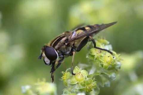 Sun Fly (Helophilus pendulus) on Alpine lady's mantle (Alchemilla alpina) Stock Photos