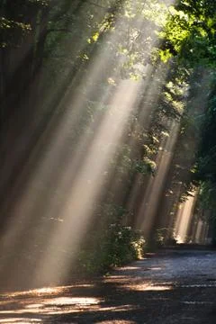 Sun fog in forest Stock Photos