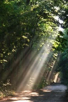 Sun fog in forest Stock Photos