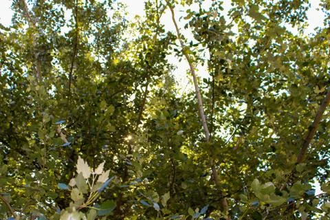 Sun in the foliage Stock Photos