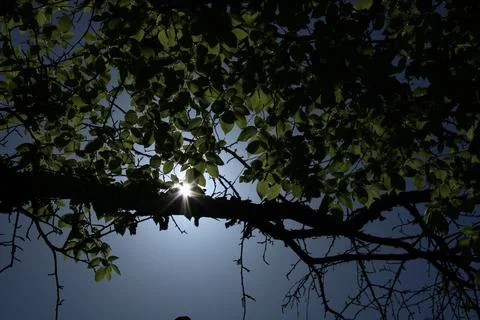 Sun in the foliage Stock Photos