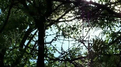 Sun Stock Footage 401319