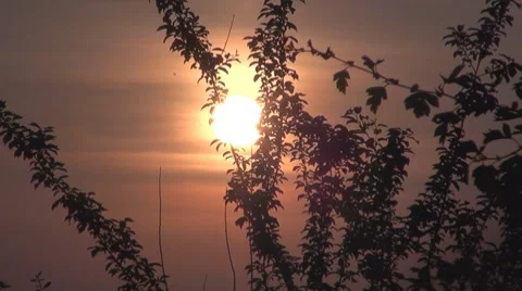 Sun Видео 8511200