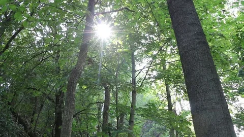 Sun in the forest 2 Stock Footage 90679464