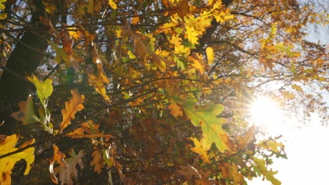 Sun in a forest in fall in Europe, Germany Stock Footage 151003311