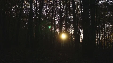 Sun in Forest Video stock 82280612