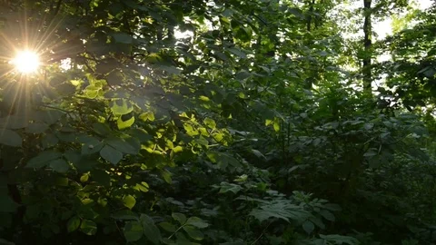 Sun in forest Stock Footage 82530705
