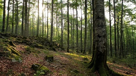 Sun in the Forest Video stock 88679742
