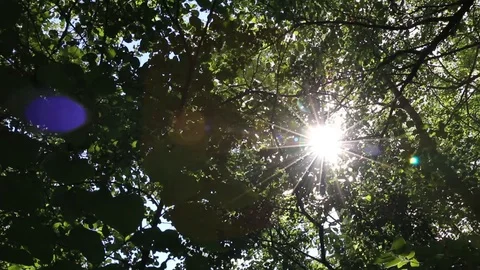Sun in the forest Stock-Footage 90678727