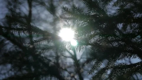Sun in the forest Stock Footage 132238874
