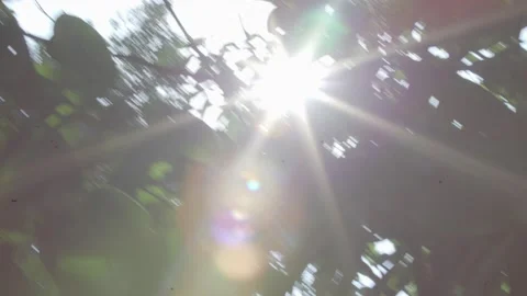 Sun Forest Video stock 171219212