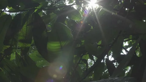 Sun forest Video stock 171219581