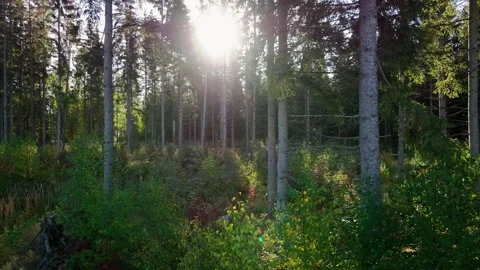 Sun in the forest Stock Footage 251848486