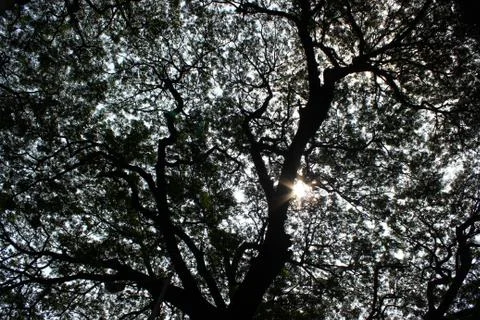 Sun in the forest Stock Illustration