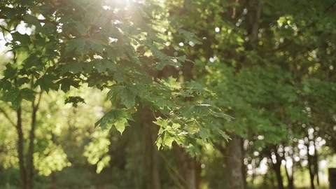 Sun in the forest Maple leaves green tree. Season summer or autumn Stock Footage 125756069