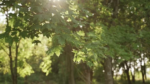 Sun in the forest Maple leaves green tree. Season summer or autumn Video stock 125794249