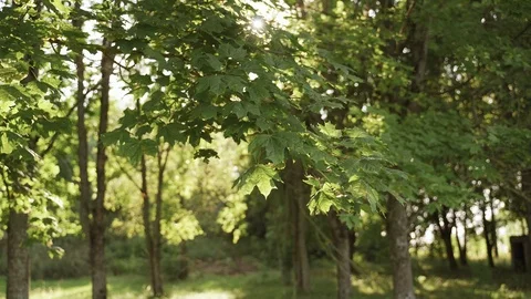 Sun in the forest Maple leaves green tree. Season summer or autumn Stock Footage 125794325