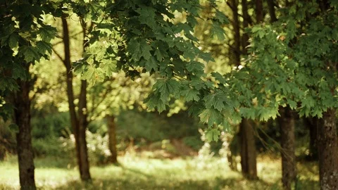 Sun in the forest Maple leaves green. Slow motion Stock Footage 127176673