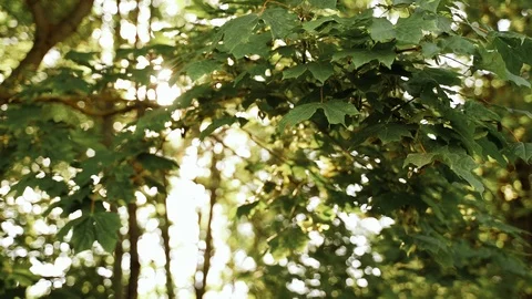 Sun in the forest Maple leaves green tree. Season summer or autumn Stock Footage 127176731