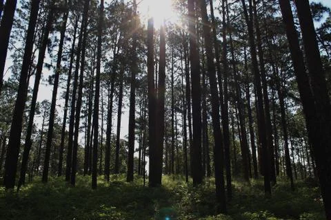 Sun forest Stock Photos