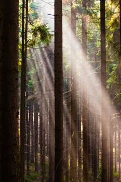 Sun in forest Stock Photos