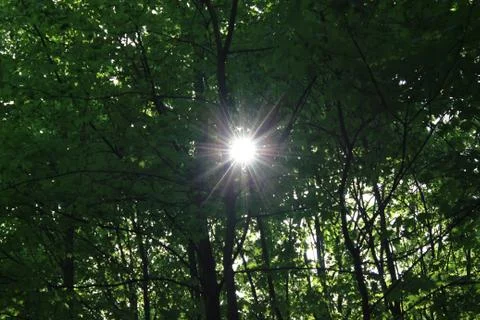 Sun In The Forest Stock Photos